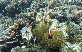 Nusa Penida Snorkeling Tour Service Nusa Beach Travel