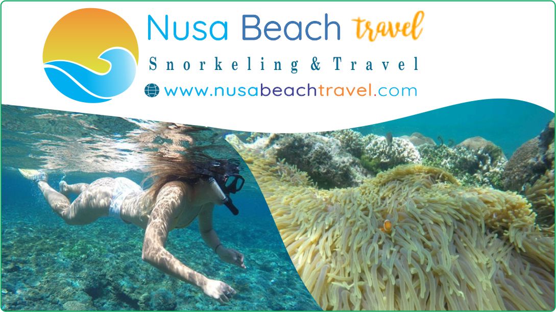 Nusa Beach Travel Tour Snorkeling Nusa Penida Bali
